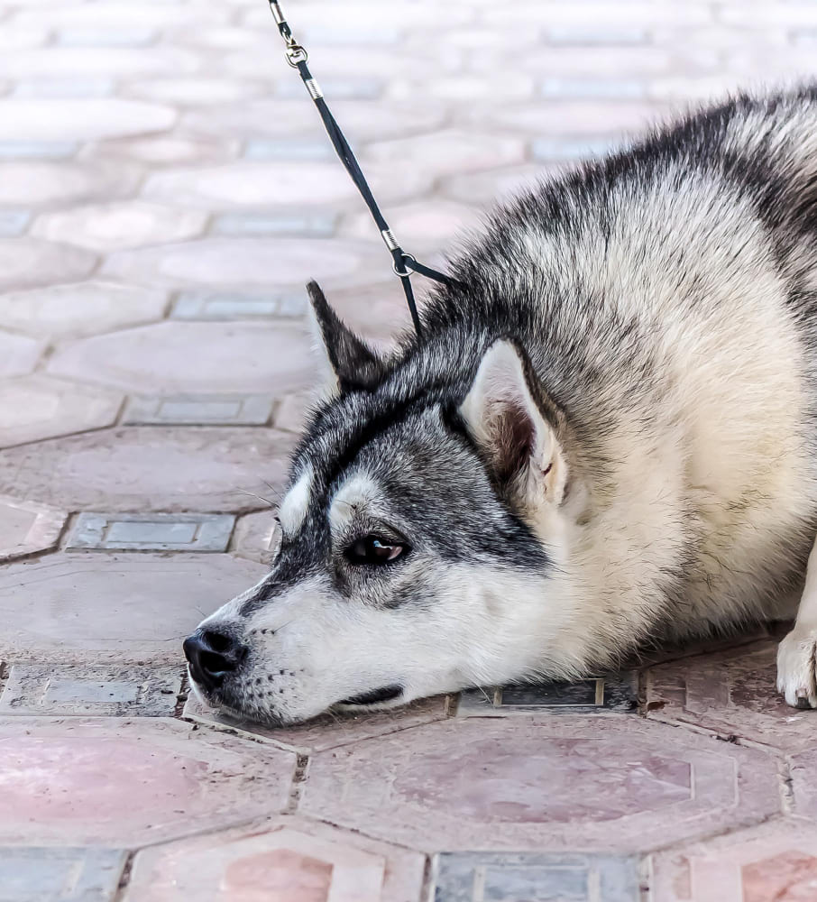 קולר נגד נביחות של PetSafe